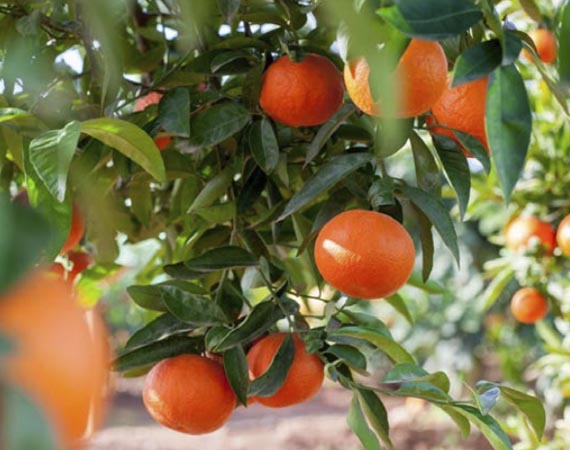 mandarina-clemenvilla 1