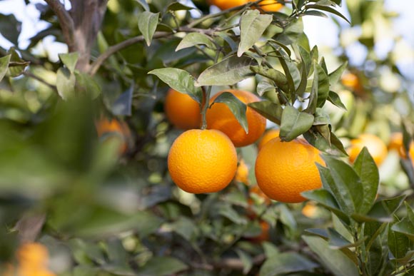 naranja-salustiana