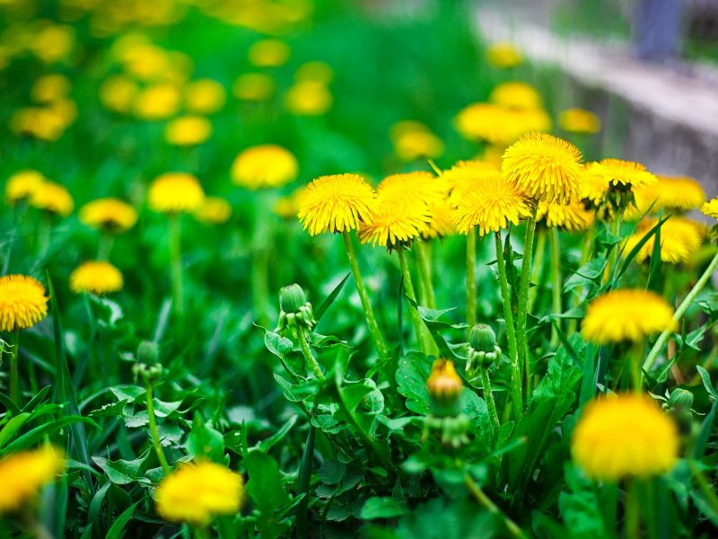 fiore di tarassaco giallo. Scatto ravvicinato estremo