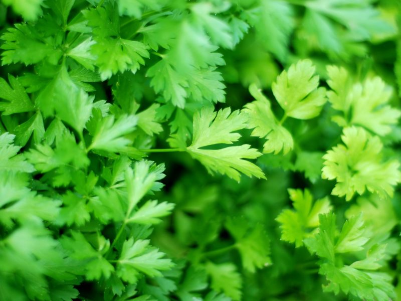 Fresh ingredients : parsley