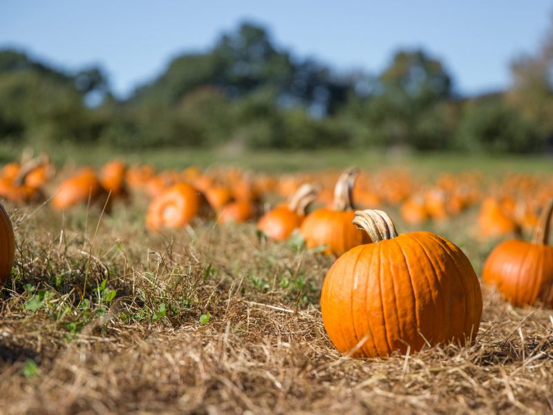 fresh orange pumpkins on a farm field. Rural landscape. Copy space for your text. Blurred background