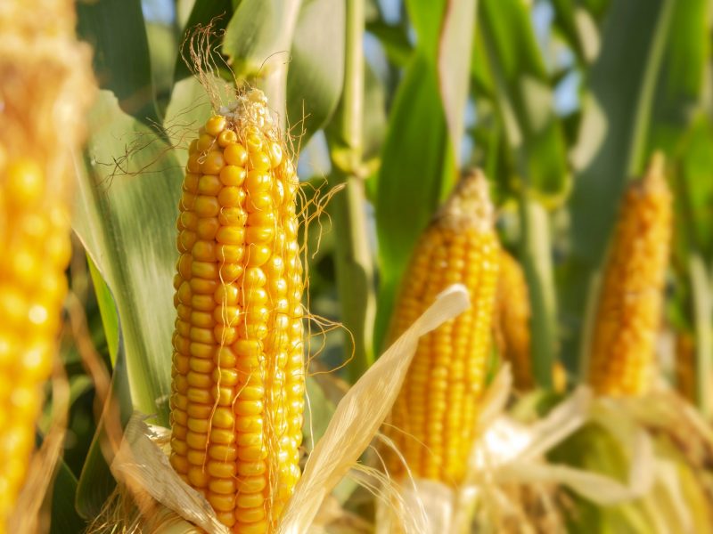 corn,plant,agriculturecorn,plant,agriculture
