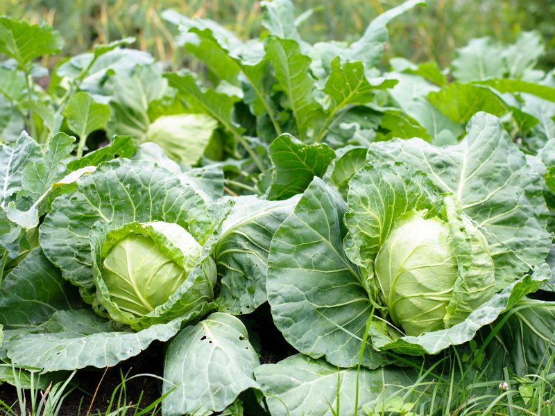 Fresh cabbage heads in a garden, ready for harvest