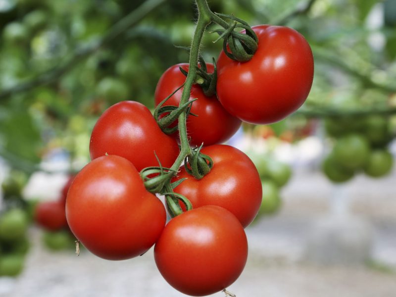 tomate-en-el-arbol_572A9722-B