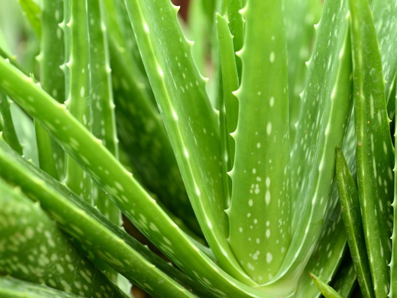 Aloe Vera Plant close-upMore Aloe Vera image: